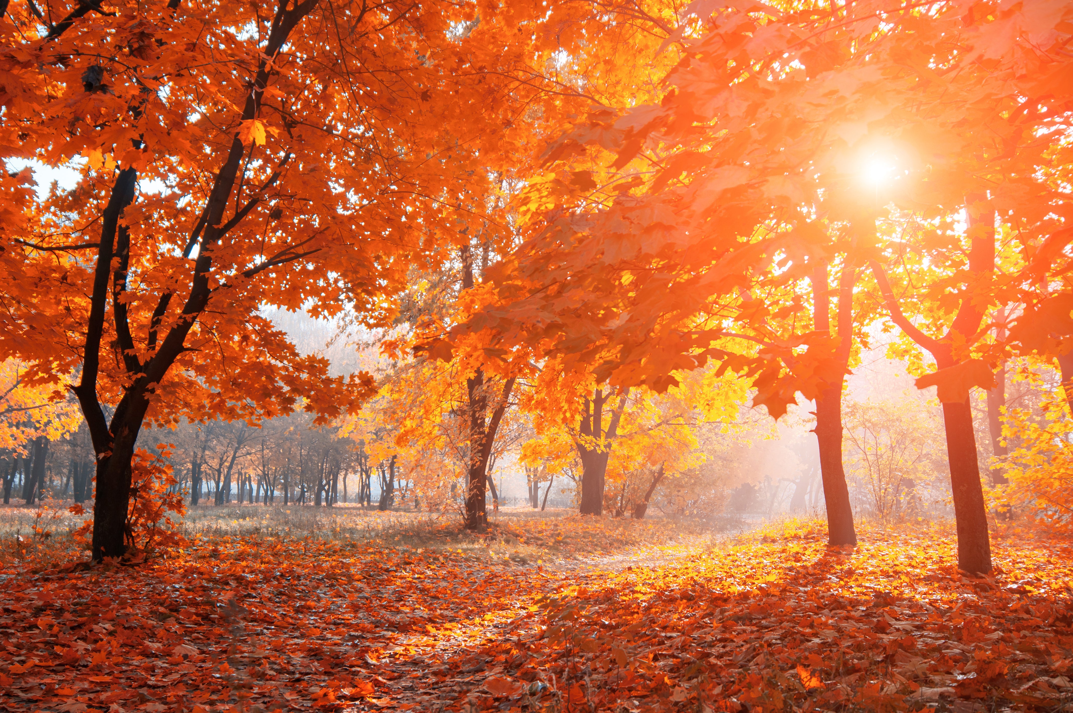 Fall Food Health Benefits – Susan Ciminelli / Skincare Products Inc.