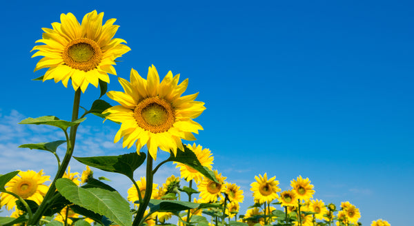 Reducing Inflammation and Clutter